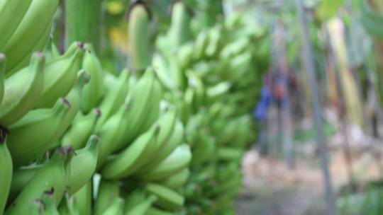 Doze dos 100 municípios mais ricos do agro estão em Minas; saiba quais